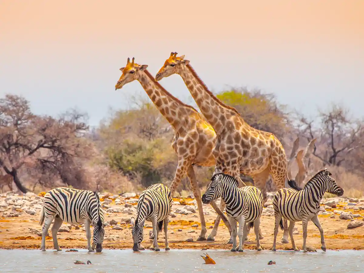 To giraffer og fire slettezebraer ved et vandhul i Etosha i blødt eftermiddagslys.
